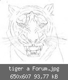 tiger a Forum.jpg